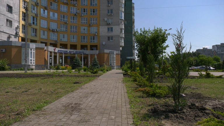 туи