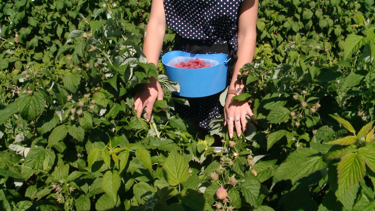 Фрукти
