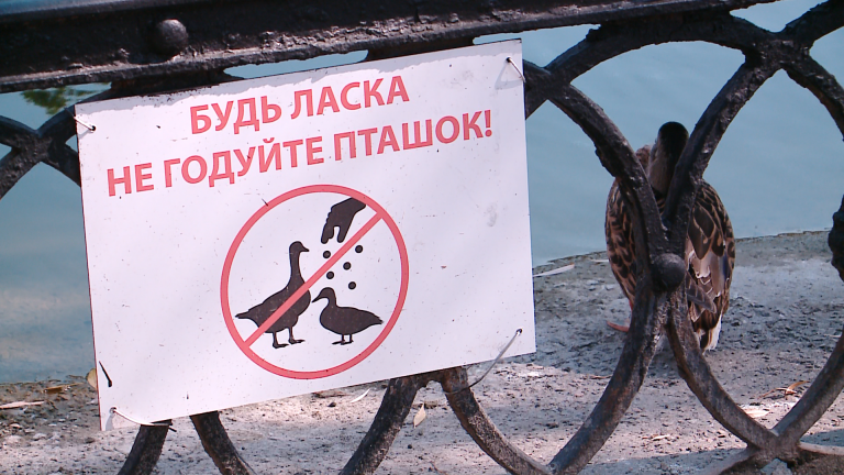 Качки