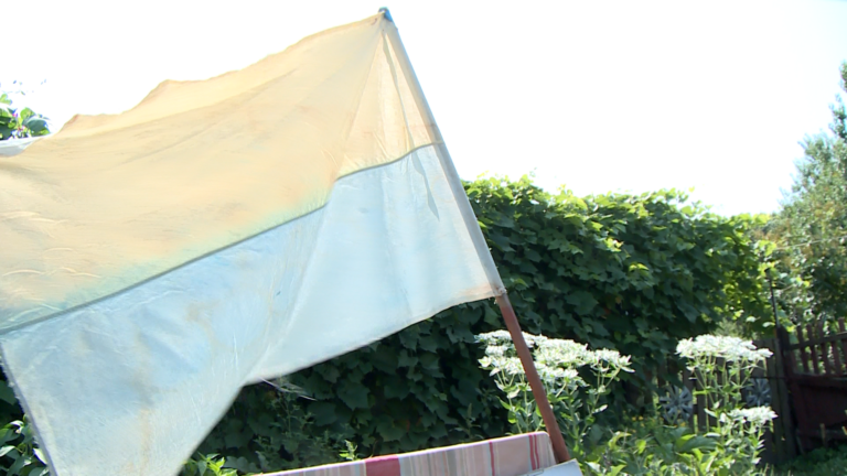 день прапора соня
