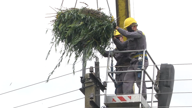 Металеве гніздо для лелек облаштували у Петриківському районі