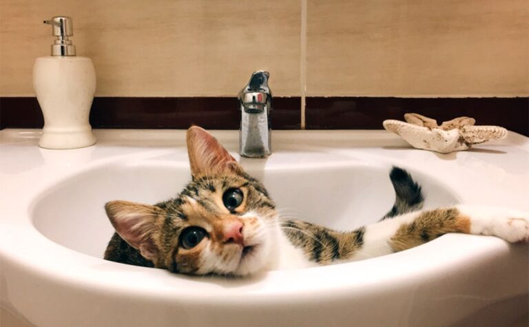 без води 2