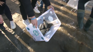 У Дніпро випустили 500 кілограмів риби