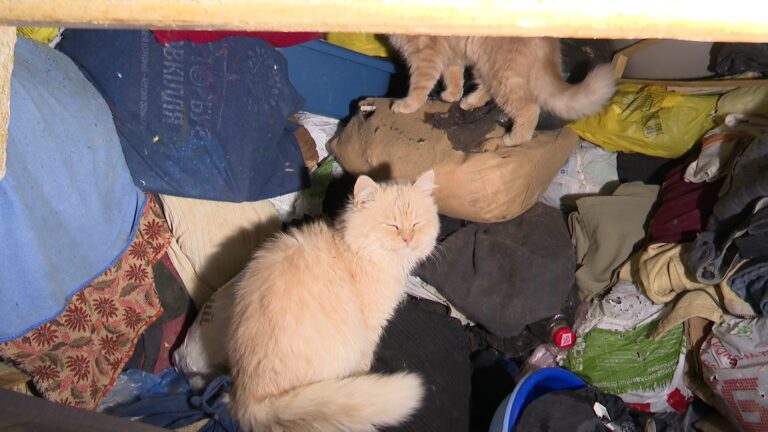 015_7986.MXF_snapshot_00.03.009