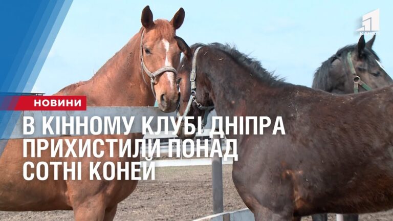 v-kinnomu-klubi-dnipra-pryhystyly-ponad-sotni-konej