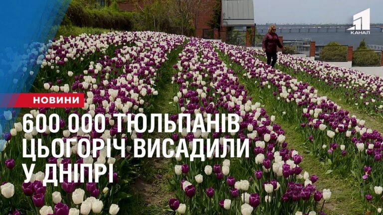 600-000-tyulpaniv-czogorich-vysadyly-u-dnipri