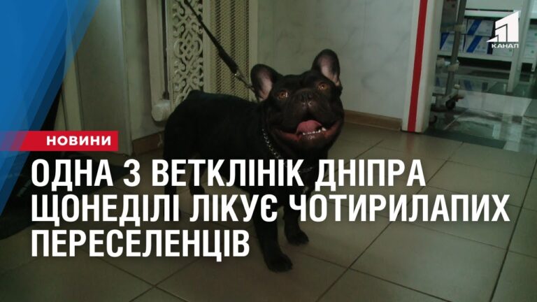 odna-z-vetklinik-dnipra-shhonedili-bezkoshtovno-likuye-chotyrylapyh-pereselencziv
