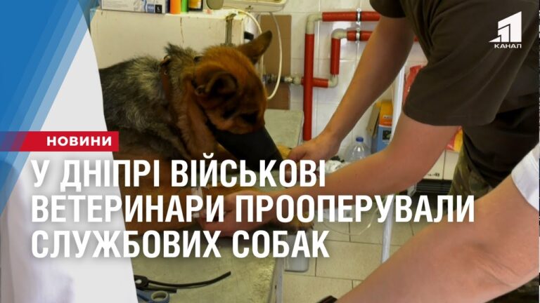 u-dnipri-vijskovi-veterynary-prooperuvaly-sluzhbovyh-sobak