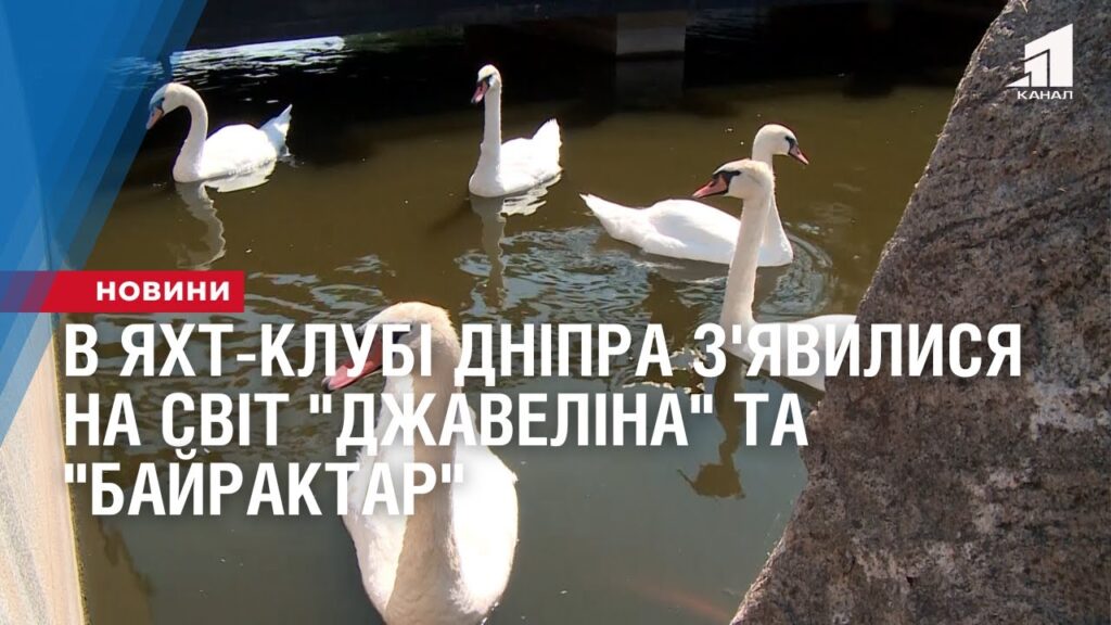 v-yaht-klubi-dnipra-z-yavylysya-na-svit-dzhavelina-ta-bajraktar