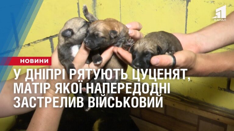 u-dnipri-ryatuyut-czuczenyat-matir-yakoyi-naperedodni-zastrelyv-vijskovyj