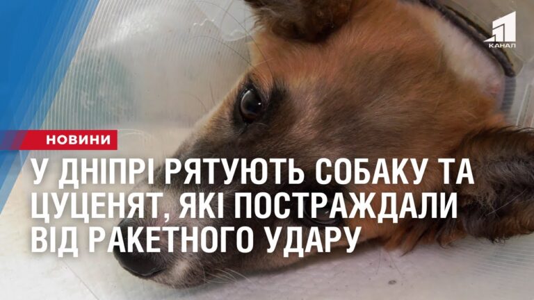 u-dnipri-ryatuyut-sobaku-ta-czuczenyat-yaki-postrazhdaly-vid-raketnogo-udaru