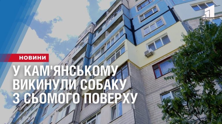 u-kam-yanskomu-vykynuly-sobaku-z-somogo-poverhu