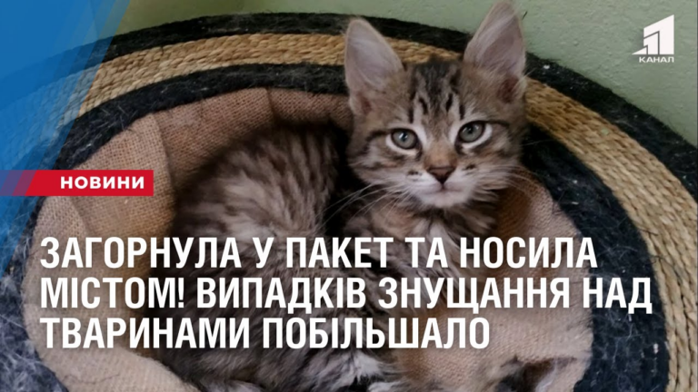 zagornula-u-paket-ta-nosyla-mistom-ostannim-chasom-vypadkiv-znushhannya-nad-tvarynamy-pobilshalo