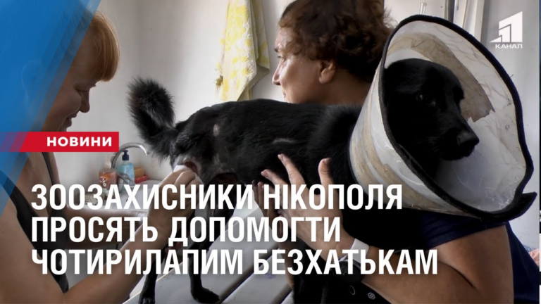 zoozahysnyky-nikopolya-prosyat-dopomogty-chotyrylapym-bezhatkam