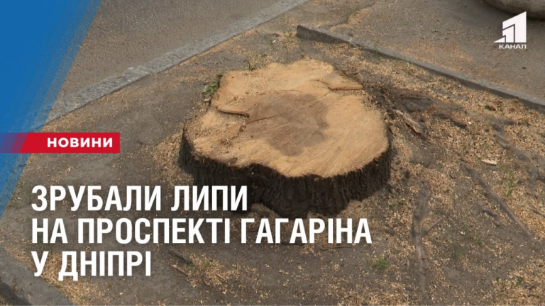 zrubaly-lypy-na-prospekti-gagarina-u-dnipri