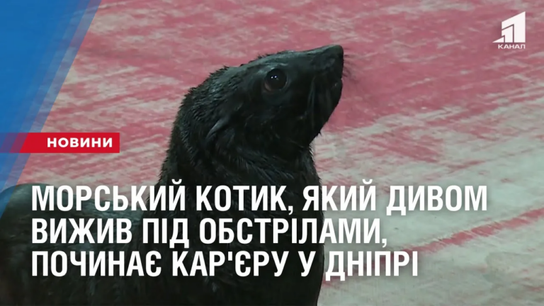 morskyj-kotyk-yakyj-dyvom-vyzhyv-pid-obstrilamy-pochynaye-zirkovu-kar-yeru-u-dnipri