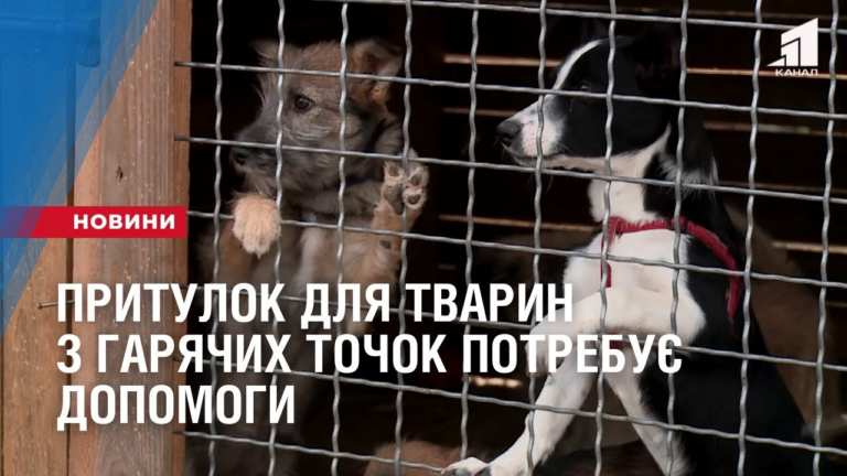 prytulok-dlya-tvaryn-z-garyachyh-tochok-potrebuye-dopomogy