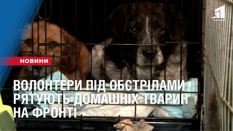 volontery-pid-obstrilamy-ryatuyut-domashnih-tvaryn-na-fronti