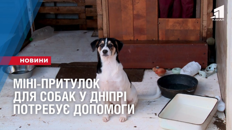 mini-prytulok-dlya-sobak-u-dnipri-potrebuye-dopomogy