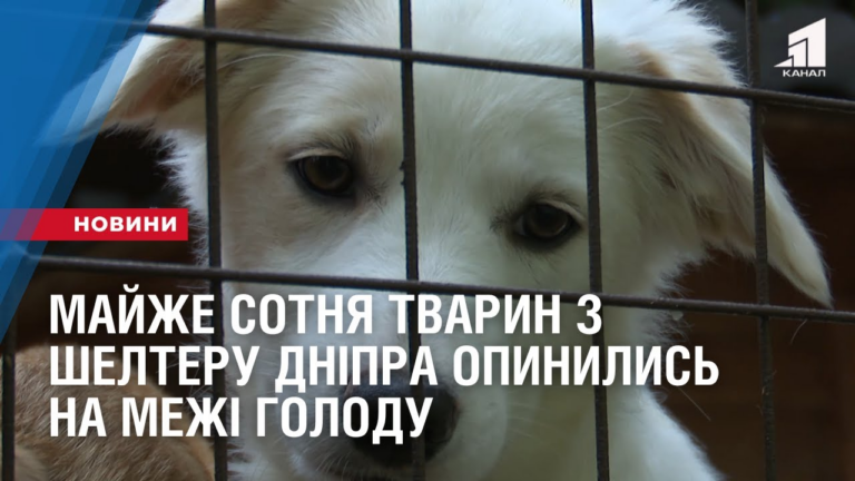 na-mezhi-golodu-opynylys-majzhe-sotnya-tvaryn-z-shelteru-dnipra