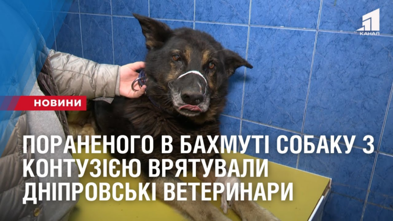 poranenogo-v-bahmuti-sobaku-z-kontuziyeyu-vryatuvaly-dniprovski-veterynary