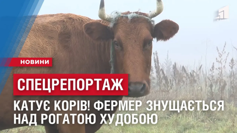 katuye-koriv-fermer-z-dnipropetrovshhyny-znushhayetsya-nad-rogatoyu-hudoboyu