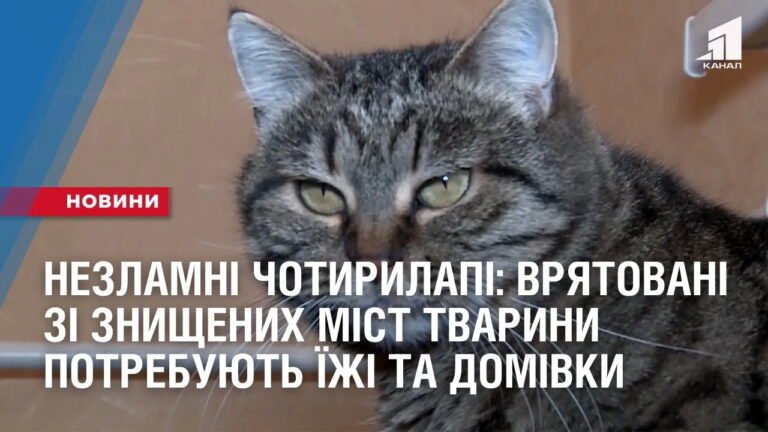 nezlamni-chotyrylapi-vryatovani-zi-znyshhenyh-mist-tvaryny-potrebuyut-yizhi-ta-domivky