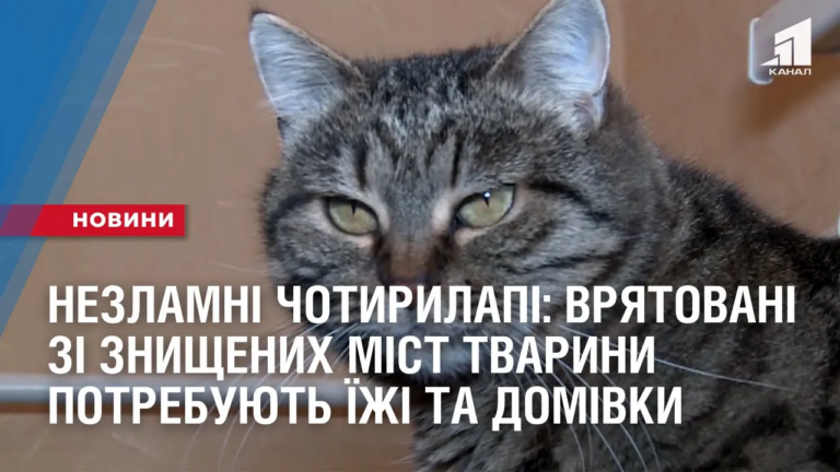 nezlamni-chotyrylapi-vryatovani-zi-znyshhenyh-mist-tvaryny-potrebuyut-yizhi-ta-domivky