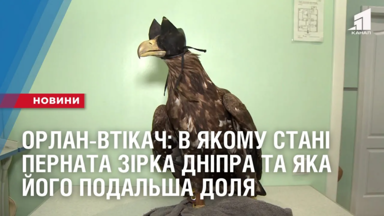 orlan-vtikach-v-yakomu-stani-pernata-zirka-dnipra-ta-yaka-jogo-podalsha-dolya