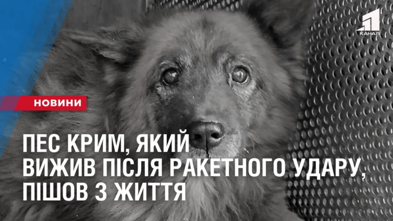 pes-krym-yakyj-dyvom-vyzhyv-pislya-raketnogo-udaru-ta-vtratyv-rodynu-pishov-z-zhyttya