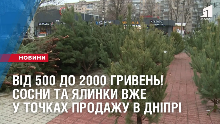 vid-500-do-2000-gryven-sosny-ta-yalynky-vzhe-u-tochkah-prodazhu-v-dnipri