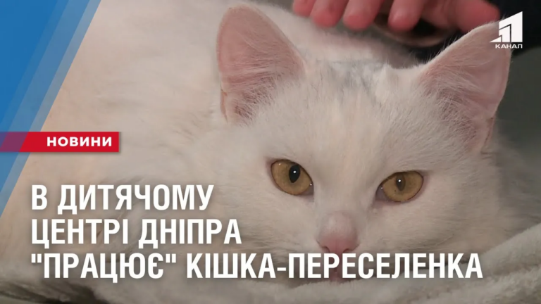 v-dytyachomu-czentri-dnipra-praczyuye-kishka-pereselenka