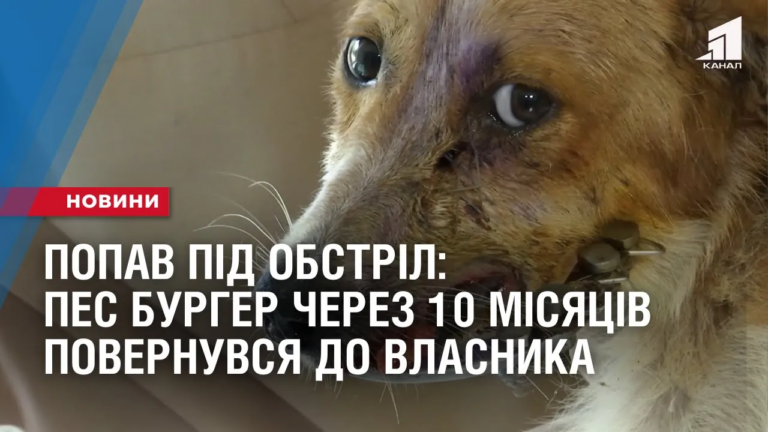 popav-pid-obstril-pes-burger-cherez-10-misyacziv-povernuvsya-do-vlasnyka