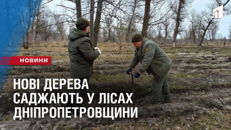 novi-dereva-vysadzhuyut-u-lisah-dnipropetrovshhyny