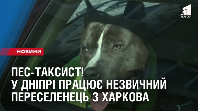 pes-taksyst-u-dnipri-praczyuye-nezvychnyj-pereselenecz-z-harkova