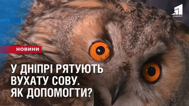 u-dnipri-ryatuyut-vuhatu-sovu-yak-dopomogty