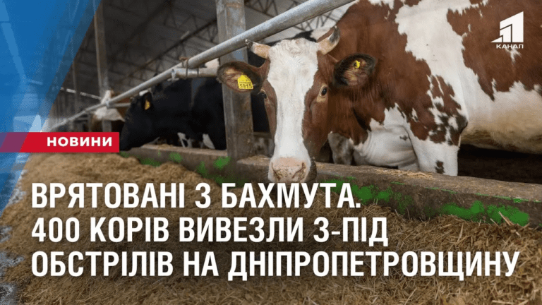 vryatovani-z-bahmuta-400-koriv-vyvezly-z-pid-obstriliv-na-fermu-dnipropetrovshhyny