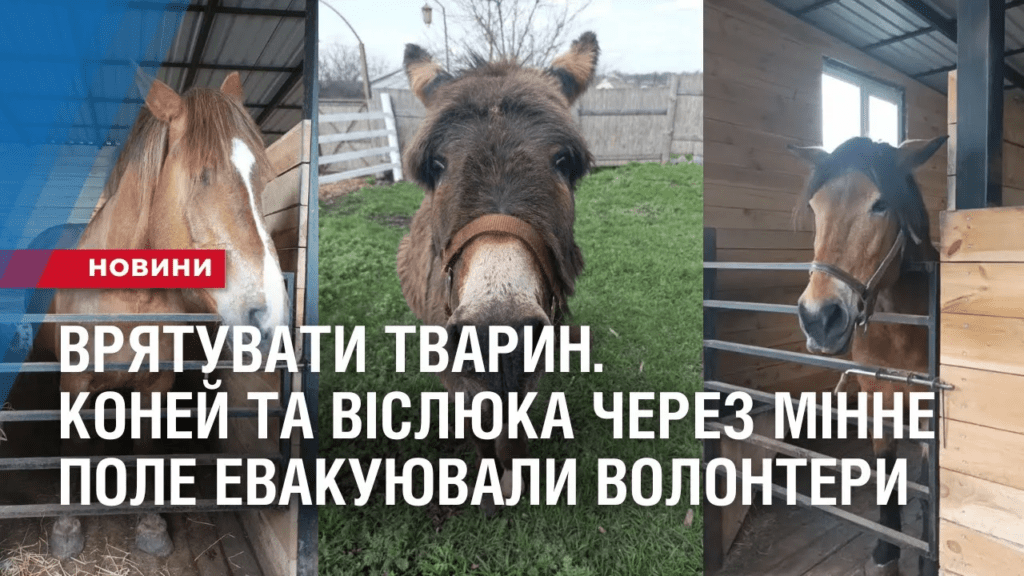vryatuvaty-tvaryn-konej-ta-vislyuka-cherez-minne-pole-evakuyuvaly-volontery