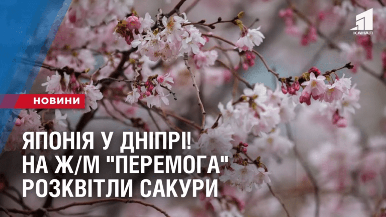yaponiya-u-dnipri-na-zh-m-peremoga-rozkvitly-sakury