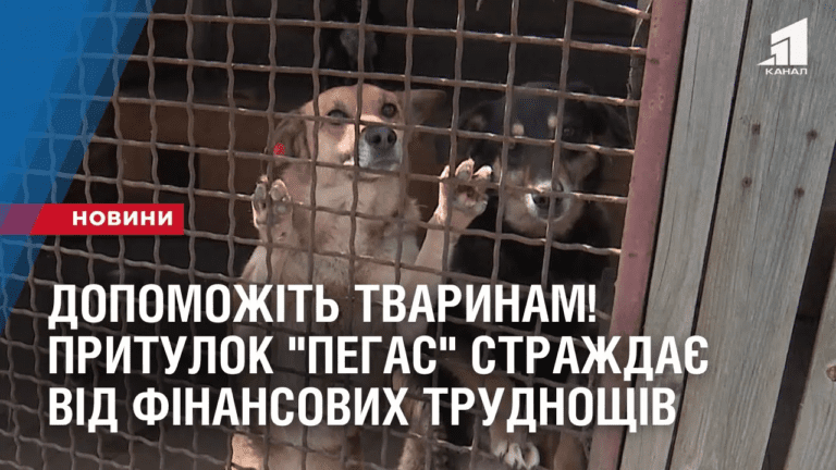 dopomozhit-tvarynam-prytulok-pegas-strazhdaye-vid-finansovyh-trudnoshhiv