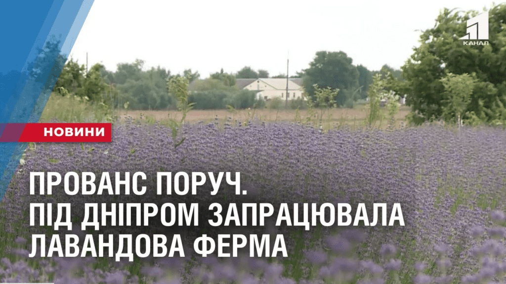 provans-poruch-pid-dniprom-zapraczyuvala-lavandova-ferma