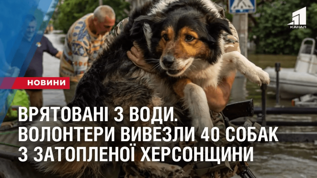 vryatovani-z-vody-volontery-vyvezly-40-sobak-z-zatoplenoyi-hersonshhyny
