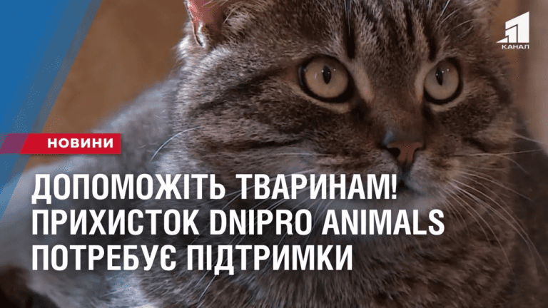dopomozhit-tvarynam-pryhystok-dnipro-animals-potrebuye-finansovoyi-pidtrymky
