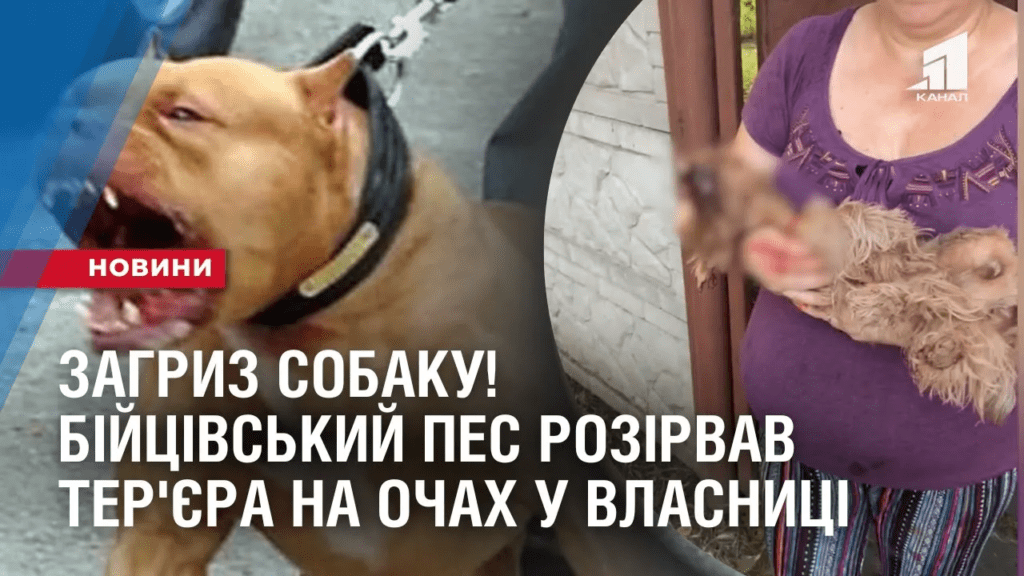 zagryz-sobaku-bijczivskyj-pes-rozirvav-ter-yera-na-ochah-u-vlasnyczi
