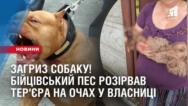 zagryz-sobaku-bijczivskyj-pes-rozirvav-ter-yera-na-ochah-u-vlasnyczi
