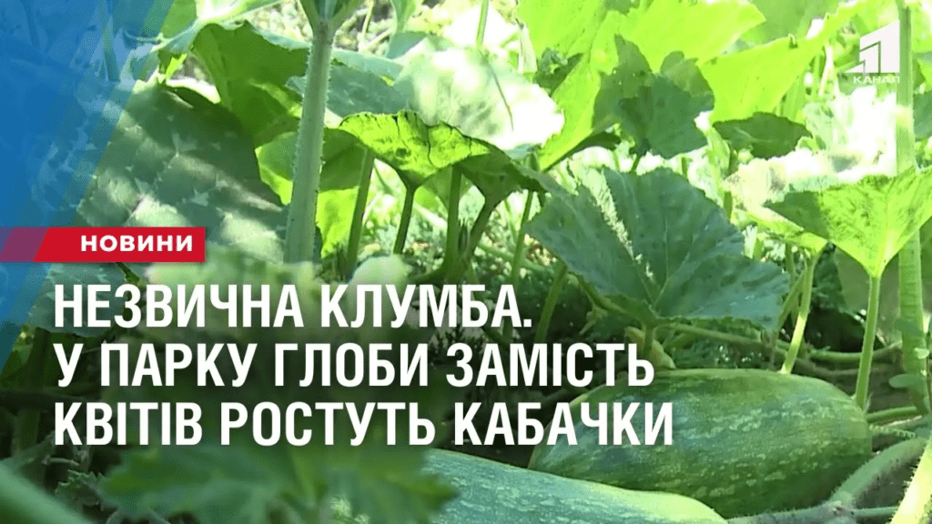 nezvychna-klumba-u-parku-globy-zamist-kvitiv-rostut-kabachky