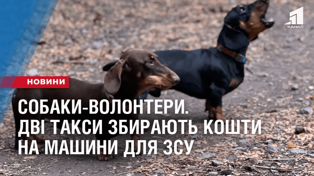 sobaky-volontery-dvi-taksy-zbyrayut-koshty-na-mashyny-dlya-zsu