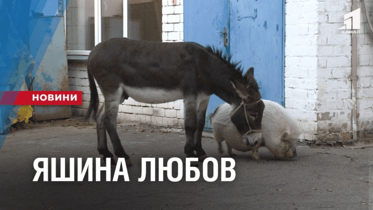 unikalna-para-yak-vislyuchok-z-harkova-i-svynka-z-dnipra-cherez-vijnu-staly-najkrashhymy-druzyamy