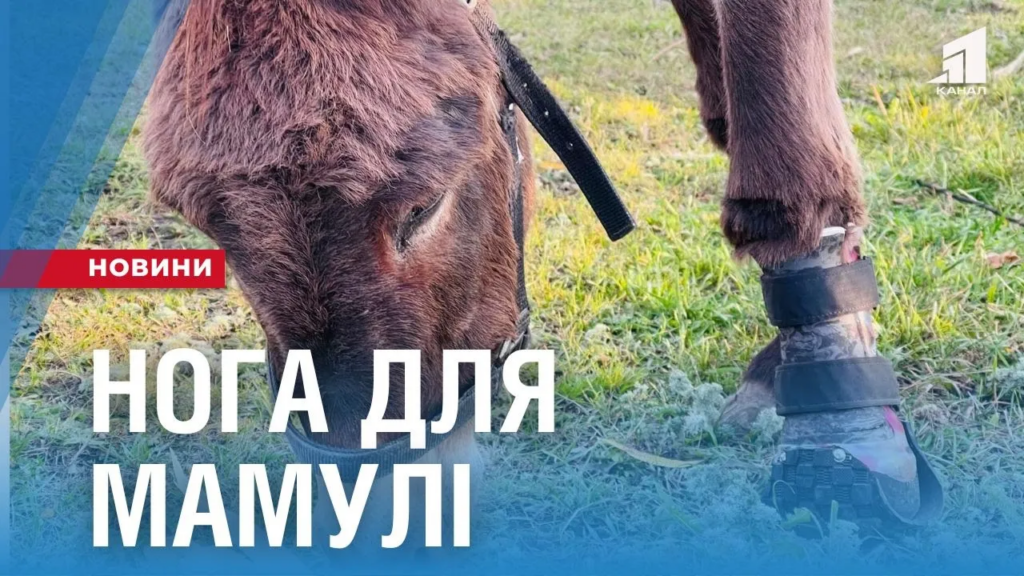 yak-poranenij-vijnoyu-vislyuchczi-mamuli-povernuly-vtrachenu-nogu