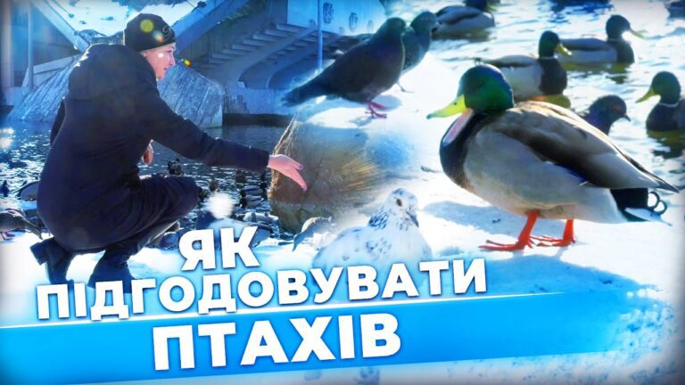 yak-pravylno-pidgodovuvaty-ptahiv-ta-bilok-vzymku